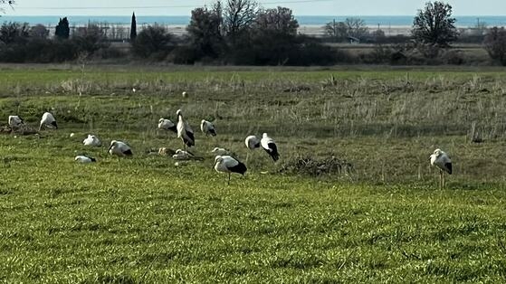 Ψάχνοντας για τροφή σε χωράφια της Άνθειας